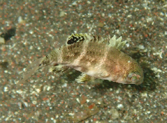 3_٥ĵ֡꡼󥷥å 2025-11-03 095003.png