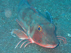 3_�ۥ��ܥ�_�����꡼�󥷥�å� 2026-02-15 104645.png