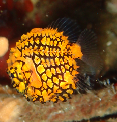 3_�ޥĥ�������_�����꡼�󥷥�å� 2026-02-15 105119.png